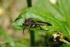 Didysmachus picipes